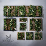 SONO＋C フレーム