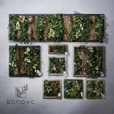 SONO＋C フレーム