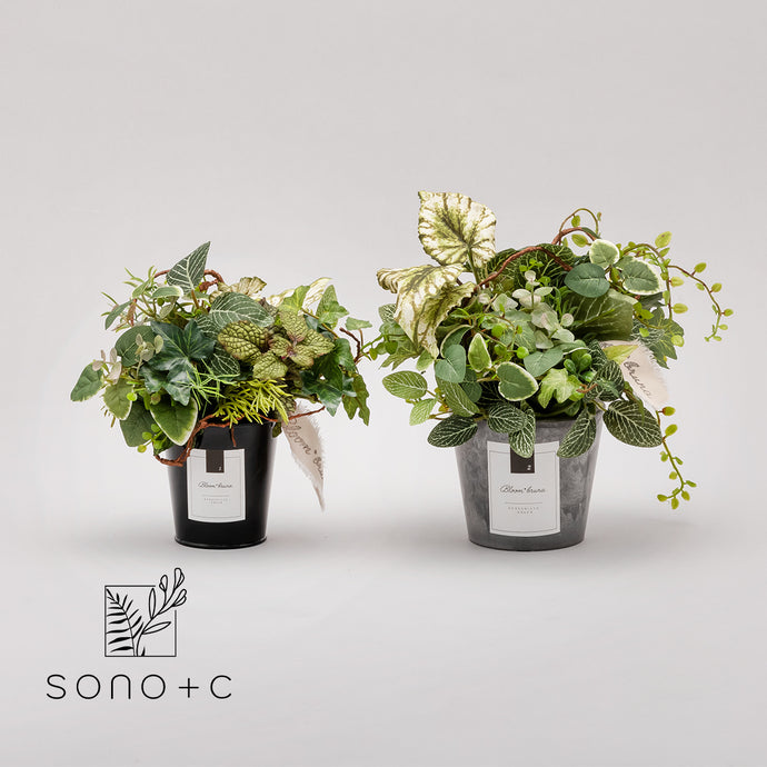 SONO＋C ポット