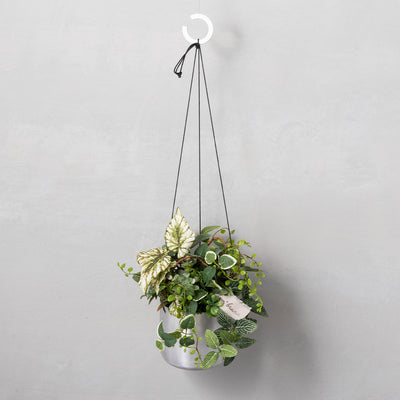 ポット（L）×ALCOLOLOハンガーリング（ホワイトシルバー）×アスタハンギング11A