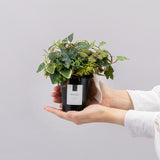 ポットMのサイズイメージ