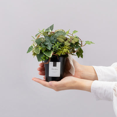 ポットMのサイズイメージ