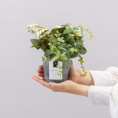 ポットLのサイズイメージ